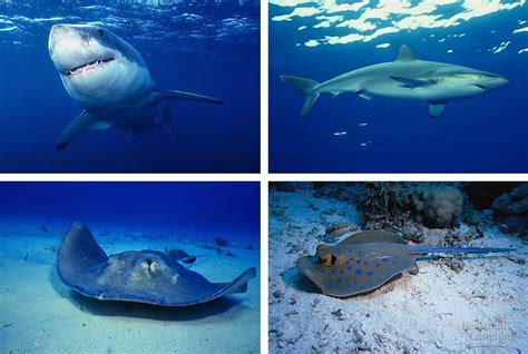 Shark Babies Remain Strong in Future Acidic Oceans ...