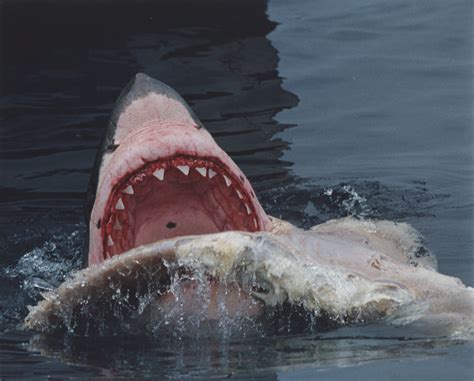 shark eating whale: