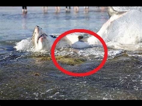 Shark Found Dead On Beach With Sea Lion Stuck In Throat ...