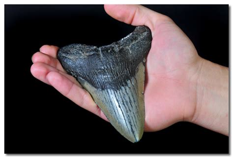 Shark Teeth Store   Great White, Megalodon and More For Sale