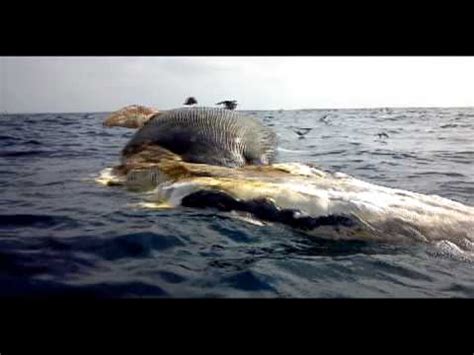 Sharks Feasting on Dead Whale   San Quintin, Baja   YouTube