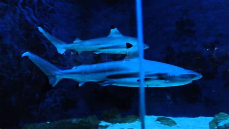 Sharks im Aquarium im Zoo Leipzig YouTube