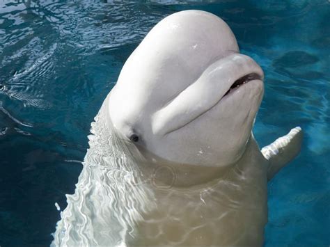 Shedd Aquarium announces beluga whale s pregnancy ...