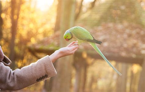 Should we feed the birds? | this.