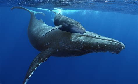 ‘Humpback Whales’ Review: Giants of the Sea | Variety