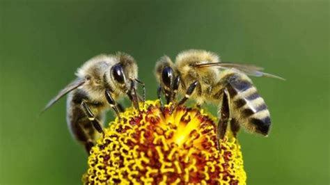 Si las abejas desaparecen, la mitad de las plantas del planeta morirían ...