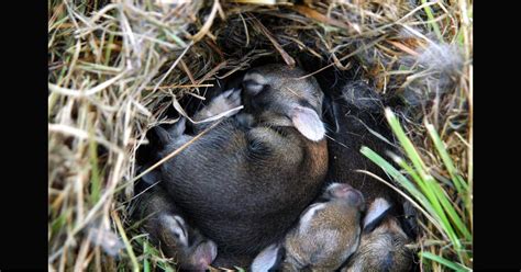 Si tu trouves un nid de bébés lapins, voilà exactement ce que tu ...