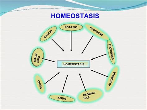 SI628MontoyaLeyva: Homeostasis