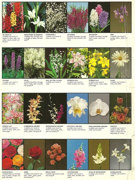 Siamgodh: Las flores y sus nombres.
