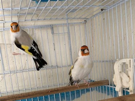 Siberian Eumo Goldfinch cocks for sale | Birdtrader