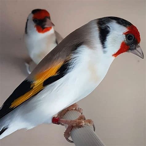 Siberian Goldfinch | Exoticbirdsbreeder.com
