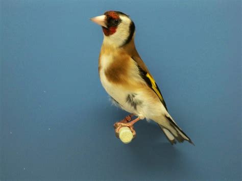 Siberian Goldfinch Hen   The Carduelan & Colorbred Experience