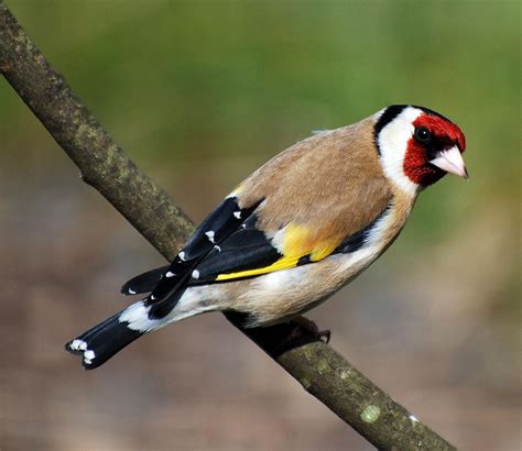 Siberian Goldfinch – AZ Birds