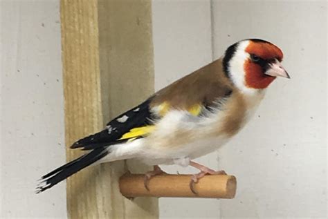 Siberian Goldfinch Summer Breeding Seed Mix   Planet Aviary