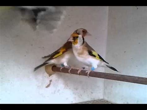 Siberian goldfinch   YouTube