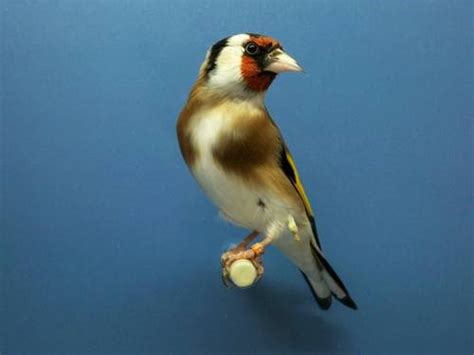 Siberian Goldfinches for sale   Fort Worth, USA   Free ...