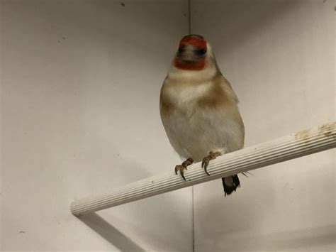 Siberian Goldfinches For Sale in Colchester, Essex | Preloved
