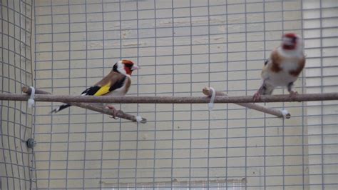 Siberian Goldfinches in breeding condition   YouTube