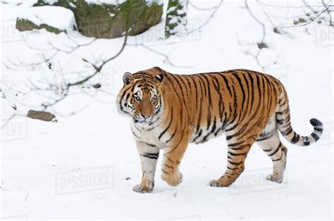 Siberian tiger  Panthera tigris altaica  Pictorial | The ...