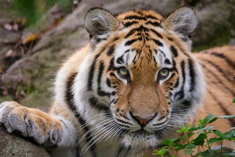 Siberian tiger panthera tigris altaica — Foto de stock ...