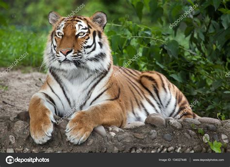 Siberian tiger  Panthera tigris altaica  — Foto de stock ...