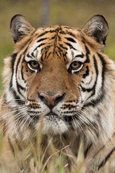 Siberian Tiger, Panthera tigris altaica, staring across ...