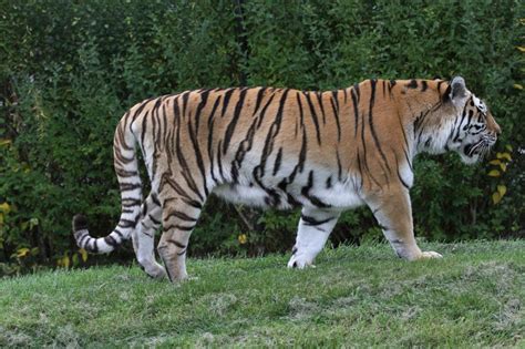 Sibirische Tiger  Panthera tigris altaica  am 25.9.2010 im ...