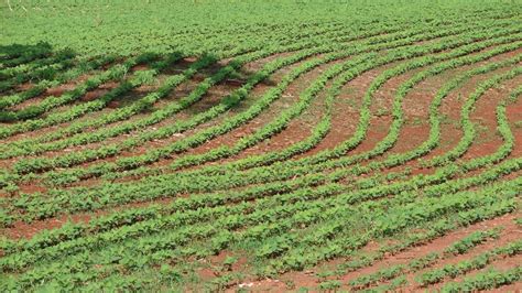 Siembra de soja avanza en la región y hay más área en Brasil