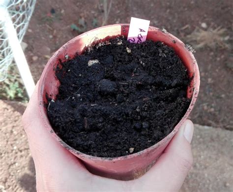 Siembra en macetas: el primer paso para tener plantas sanas | Jardineria On