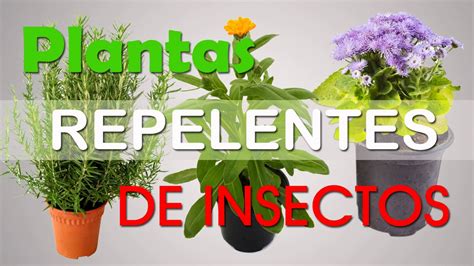 SIEMBRA ESTAS PLANTAS Y AHUYENTA INSECTOS   YouTube