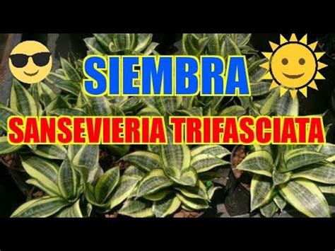 SIEMBRA SANSEVIERIA TRIFASCIATA || LENGUA DE SUEGRA   YouTube