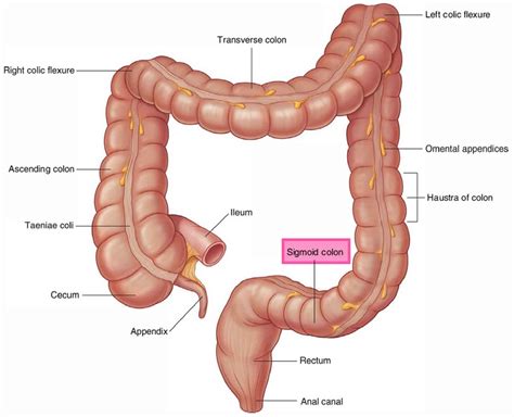 Sigmoid colon anatomy, location, function, polyps ...