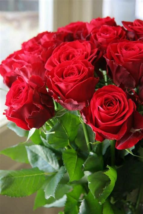 Sign in | Beautiful rose flowers, Beautiful roses, Love rose flower