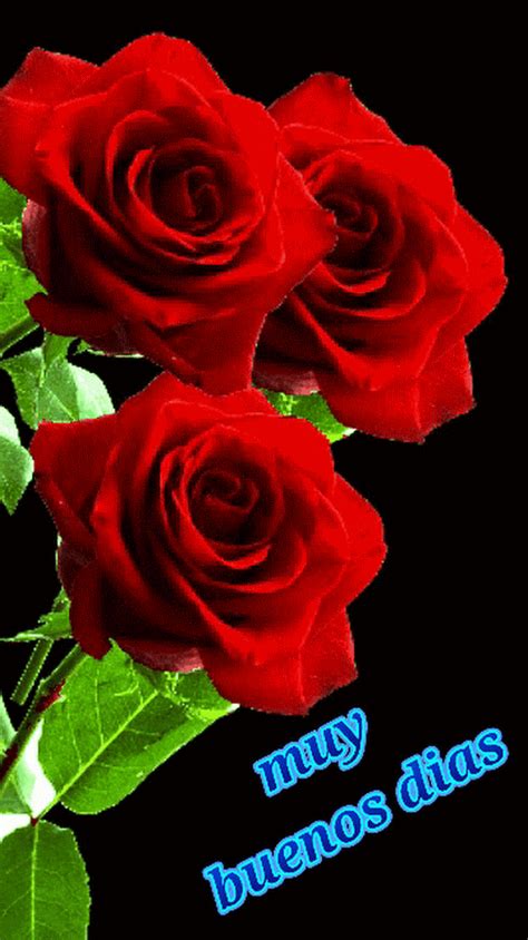 Sign in | Beautiful roses, Red roses wallpaper, Good morning flowers