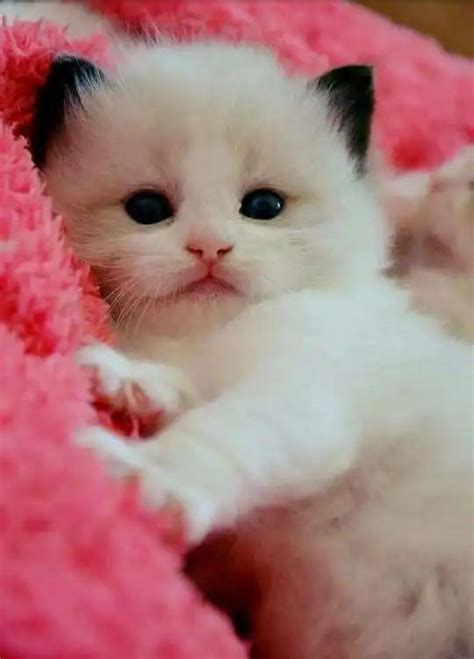 Sign in | Kittens cutest, Cute baby animals, Cute baby cats