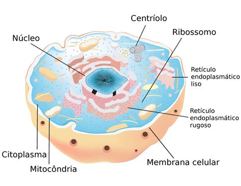 Significado De Celula Eucariota   SEONegativo.com