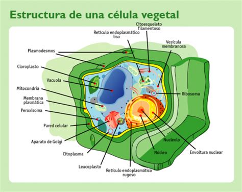 Significado de Célula vegetal  Qué es, Concepto y ...