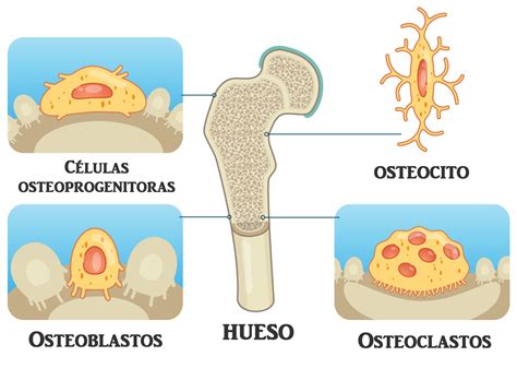 Significado de Células Óseas: Osteocito, Osteoclastos ...