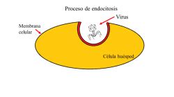Significado de Endocitosis  Qué es, Concepto y Definición ...