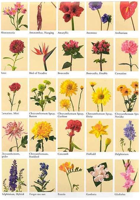 Significado de las flores | List of flowers, Flower meanings, Flower names