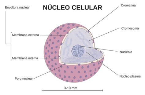 Significado de Núcleo celular  Qué es, Concepto y ...