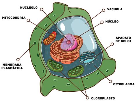Significado de Reino Protista: Composición y Célula Eucariota