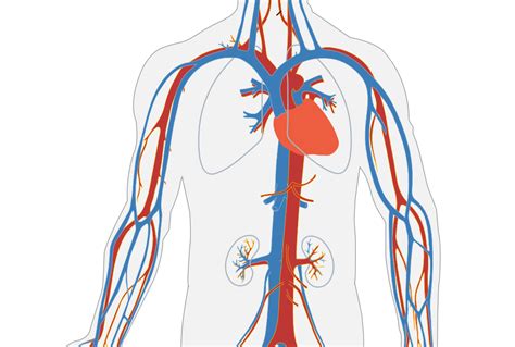 Significado de Sistema circulatorio   Qué es, Definición y Concepto