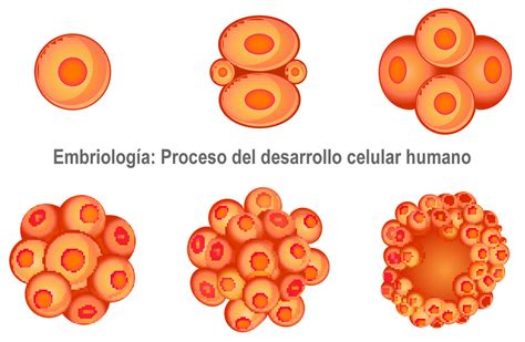 Significado del Embriología: Fases e Importancia