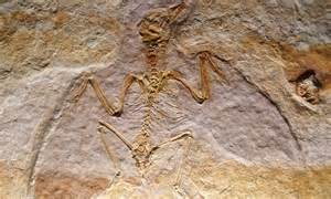 Silence of the enantiornithines: Fossils show flood wiped ...