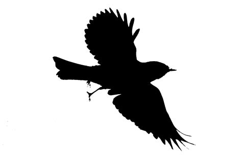 Silhouette Bird Flight Colorofashes Deviantart   ClipArt ...