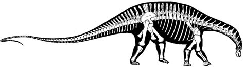 Silhouette skeletal reconstruction of Dicraeosaurus hansemanni in right ...