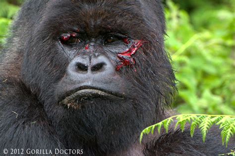 Silverback Getty Injured in Interaction   Gorilla Doctors ...