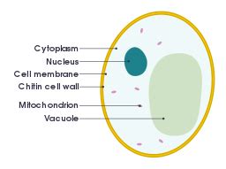 Simple Basic Bacteria Cell Diagram   Arocreative