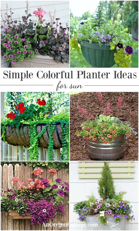 Simple Colorful Planter Ideas For Sun | An Oregon Cottage